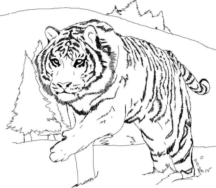 45 tranh tô màu con hổ dễ thương ngộ nghĩnh cho bé - 45+ tranh tô màu con hổ dễ thương ngộ nghĩnh cho bé