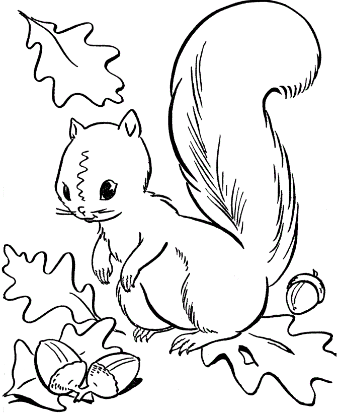 50 pictures of the most beautiful squirrels for children to tap to 11 - 50+ best coloring pictures of squirrels for children to practice coloring