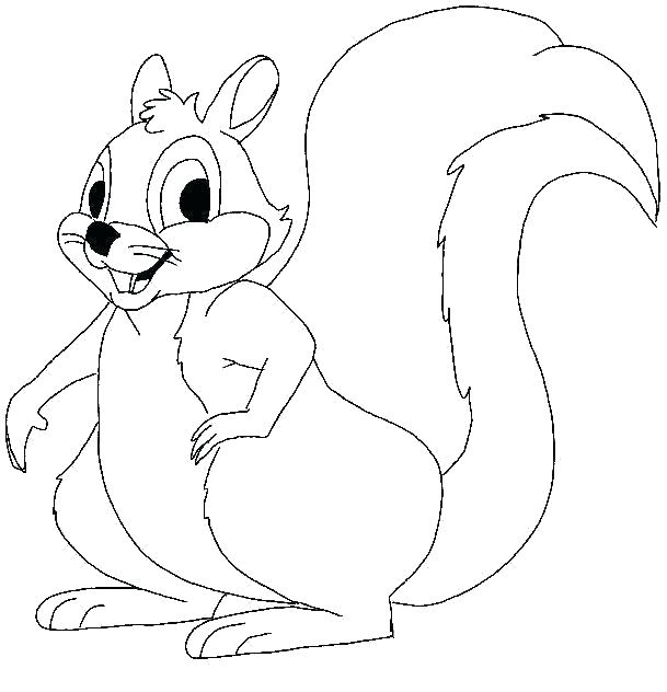 50 pictures of the most beautiful squirrels for children 15 - 50+ best coloring pictures of squirrels for children to practice coloring
