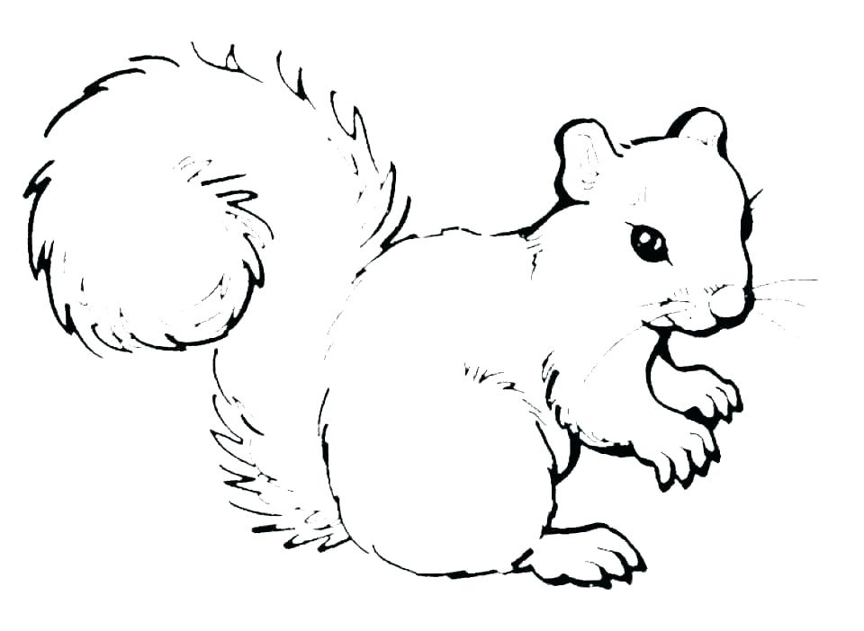 50 pictures of the most beautiful squirrels for children to tap to 17 - 50+ best coloring pictures of squirrels for children to practice coloring