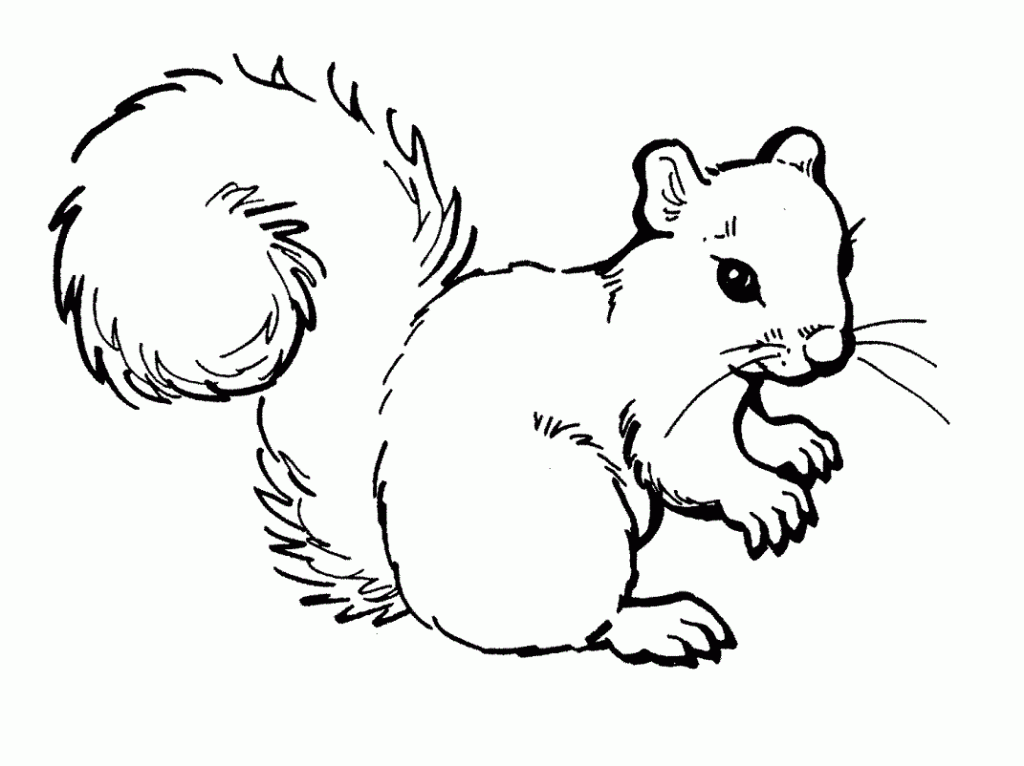 50 pictures of the most beautiful squirrels for children to tap to 2 - 50+ best coloring pictures of squirrels for children to practice coloring