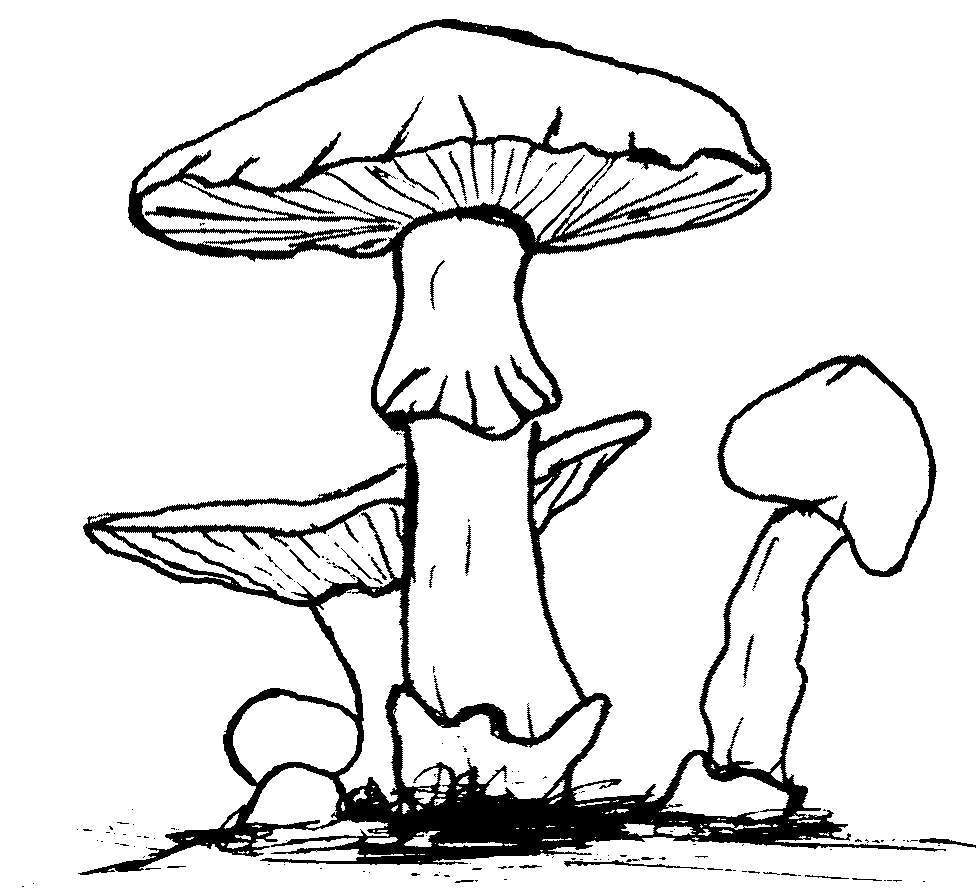 big picture to be hot and spicy for children to be 39 - Collection of colorful mushroom coloring pictures for kids