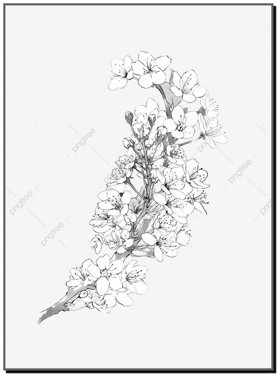 Tong hop big picture of the most beautiful apricot flower for baby 36 - Synthesis of the most beautiful apricot coloring pictures for baby