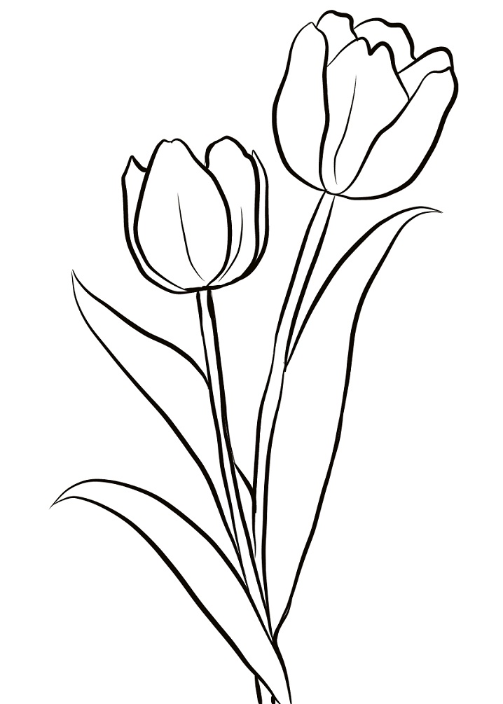 2 cành hoa tulip